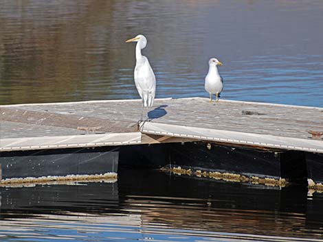 Birding the Salton Sea