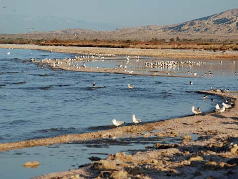 Salton Sea