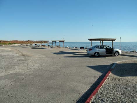 Birding the Salton Sea