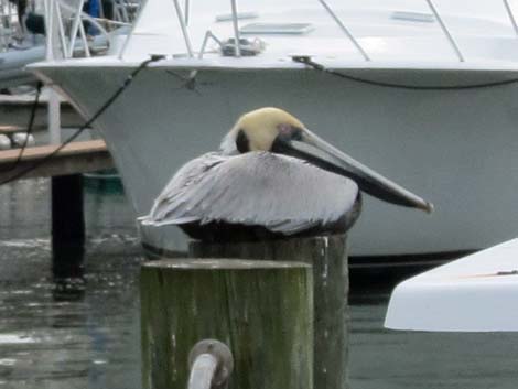 Dunedin Marina