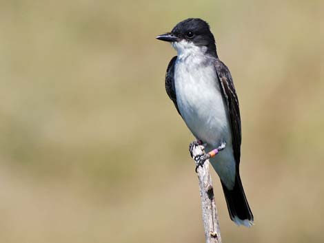 Malheur National Wildlife Refuge