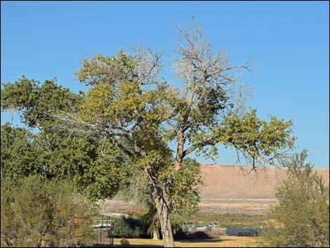 Overton Wildlife Management Area