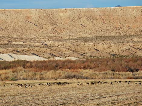 Overton Wildlife Management Area