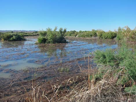 Overton Wildlife Management Area