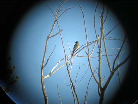 Overton Wildlife Management Area