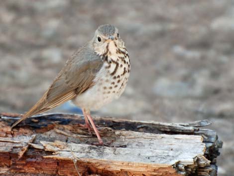 Birding Deer Creek