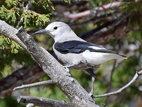 Birding Lee Canyon