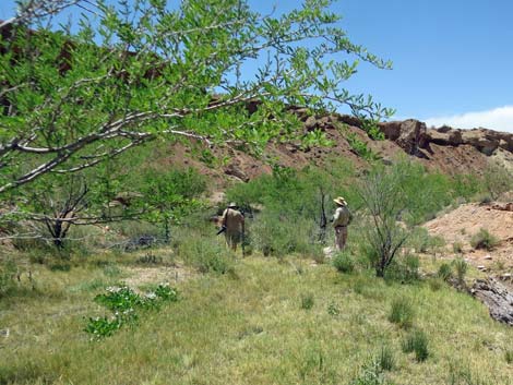 Red Bluff Spring Birding