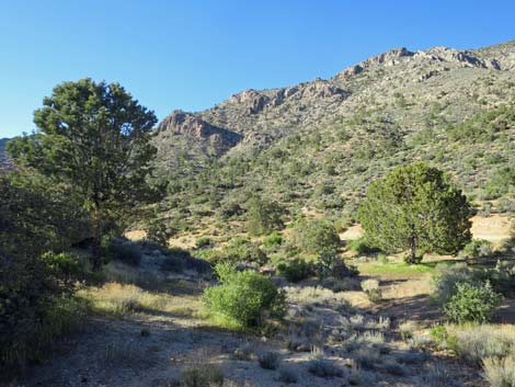 Birding Gold Butte