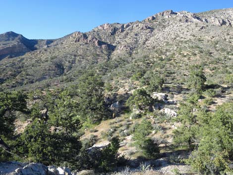 Birding Gold Butte