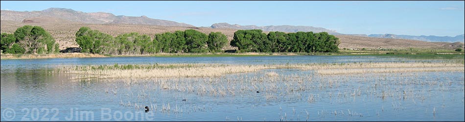 Birding Around Pahranagat National Wildlife Refuge