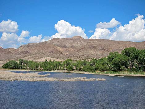 north marsh