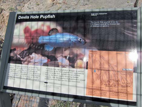 Birding Around Devils Hole