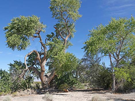 Cactus Springs