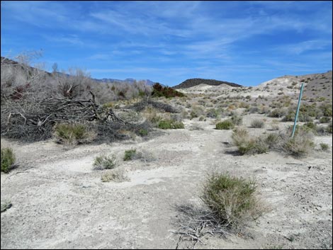 Aqua Birding Trail