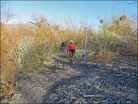 Shoshone Blue Birding Trail