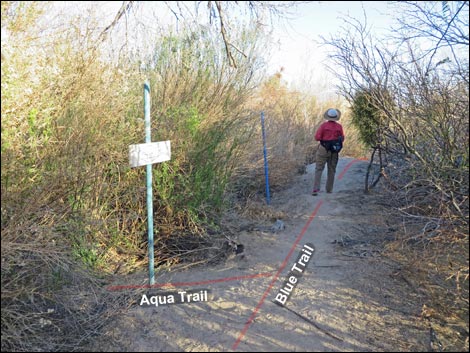 Shoshone Blue Birding Trail