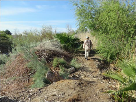 Swimming Pool Trail