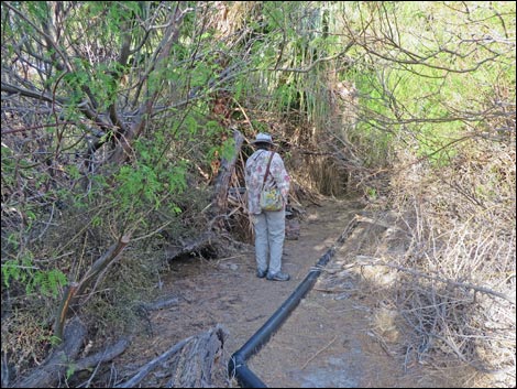 Swimming Pool Trail