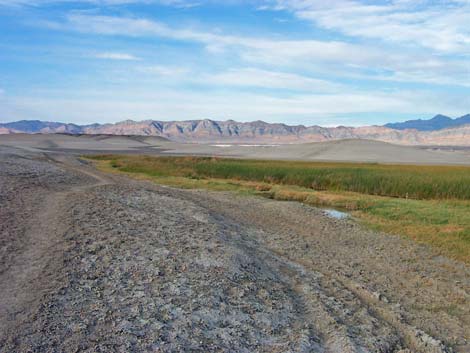 Tecopa Marsh