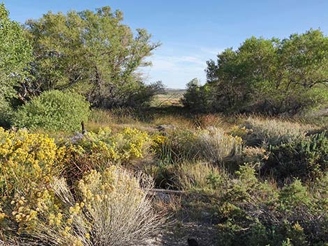 Torrance Ranch