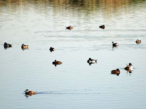 Henderson Bird Viewing Preserve