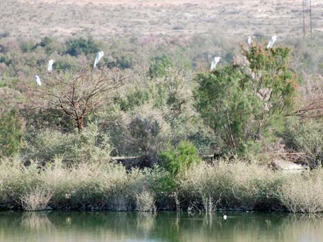 Henderson Bird Viewing Preserve