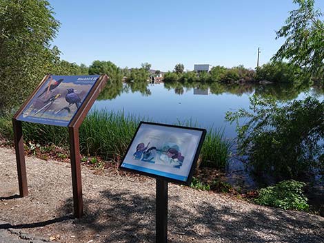 Henderson Bird Viewing Preserve