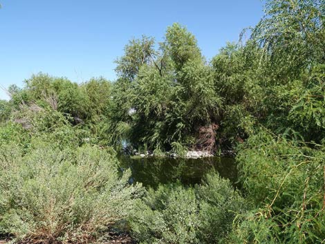 Henderson Bird Viewing Preserve