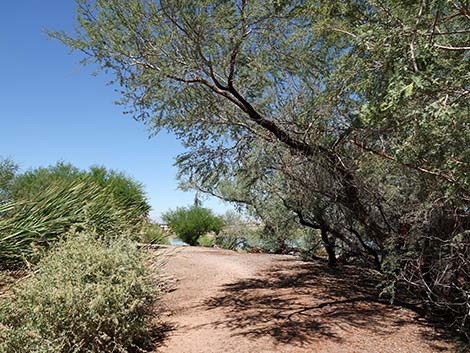 Henderson Bird Viewing Preserve