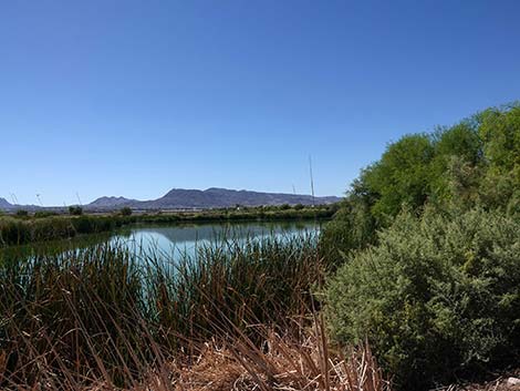 Henderson Bird Viewing Preserve