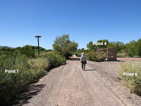 Henderson Bird Viewing Preserve