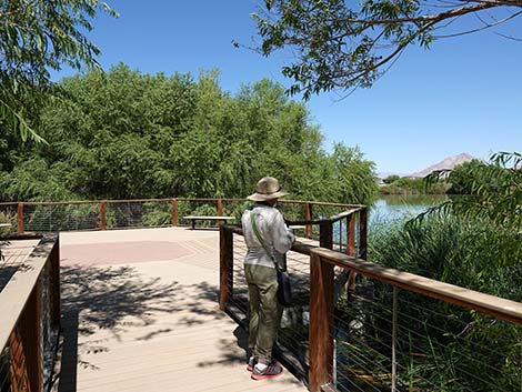 Henderson Bird Viewing Preserve