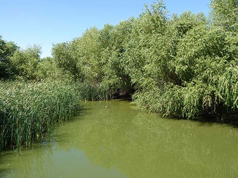 Henderson Bird Viewing Preserve