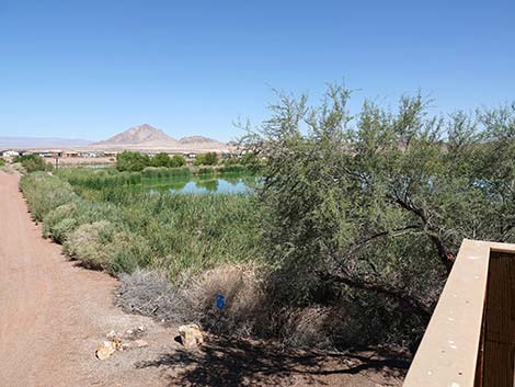 Henderson Bird Viewing Preserve