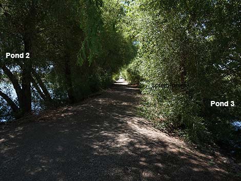 Henderson Bird Viewing Preserve