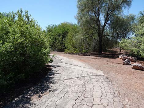 Henderson Bird Viewing Preserve