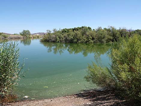 Henderson Bird Viewing Preserve