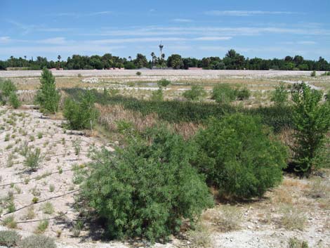 Las Vegas Springs Preserve