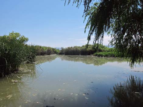 Clark County Wetlands Park