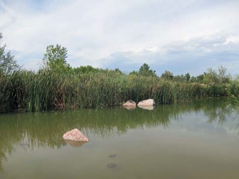 Clark County Wetlands Park