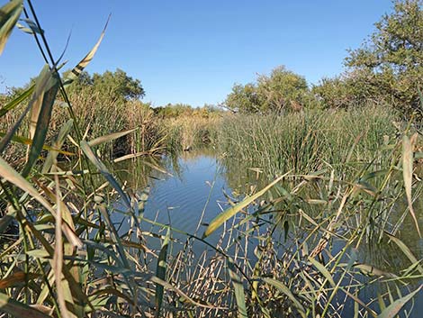 Clark County Wetlands Park