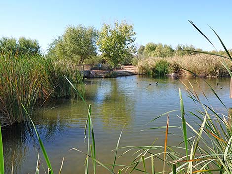 Clark County Wetlands Park