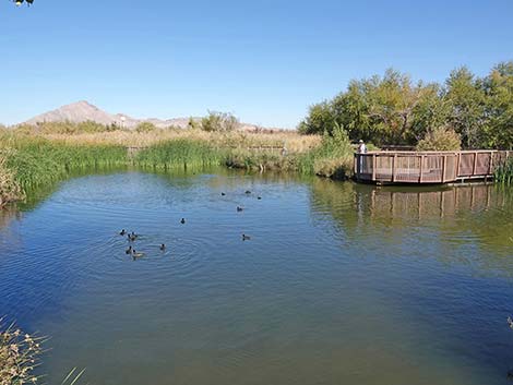 Clark County Wetlands Park