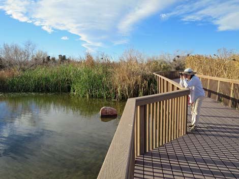 Clark County Wetlands Park