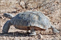 desert tortoise