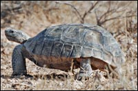 desert tortoise