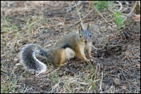 Douglas Squirrel