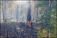 Yosemite Forest Fire