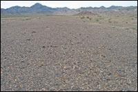 Desert Pavement - Medium